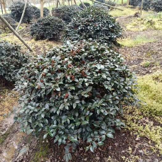 茶梅 精品茶梅球茶梅桩盆栽地苗大杯苗小毛球1米5公分退林树苗