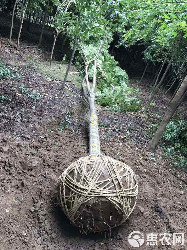 黄山栾树苗 各规格10 12 15 18公分南栾树基地退林