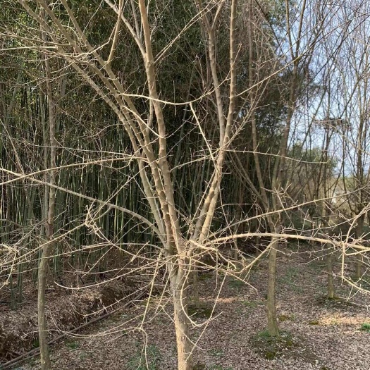 嵊州市10 12 15公分18公分20公分丛生三角槭单杆三角枫树苗