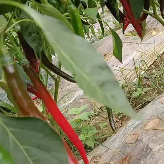 余庆县辣椒