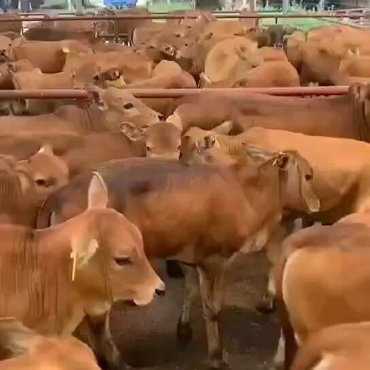 改良黄牛犊  每头可享受补贴1000元可视频选牛全国免费发货