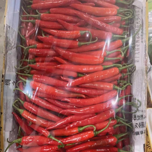 汕头现摘特辣小米辣椒小米椒泡椒红辣椒朝天椒批发新鲜