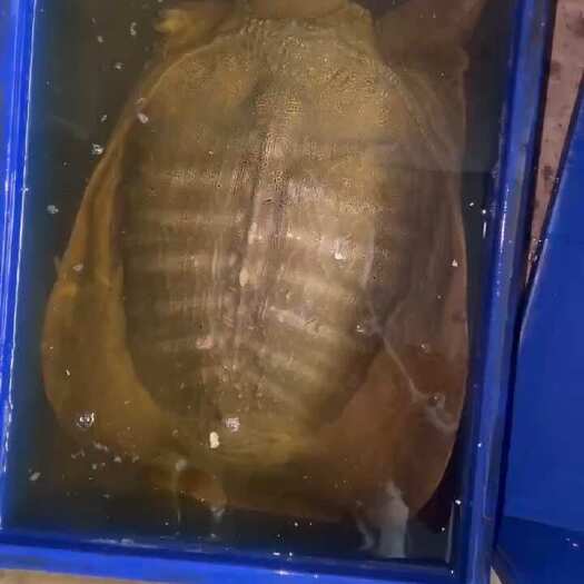 揭阳8-10斤老母鱼
