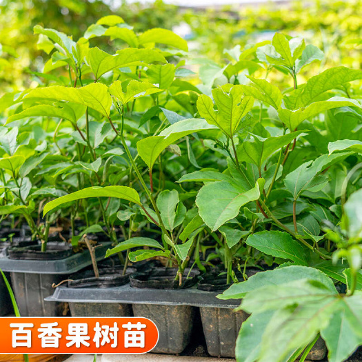 黄金百香果苗  百香果苗黄金果苗紫香台农