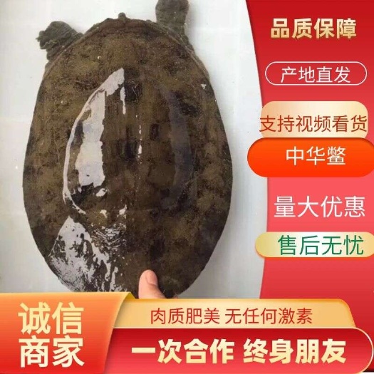 长沙县湖区冷水生态，中华甲鱼，中华鳖，饭店专用，4年以上甲鱼