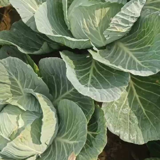嘉鱼县扁包菜。奥奇娜，京丰一号等多种产品。