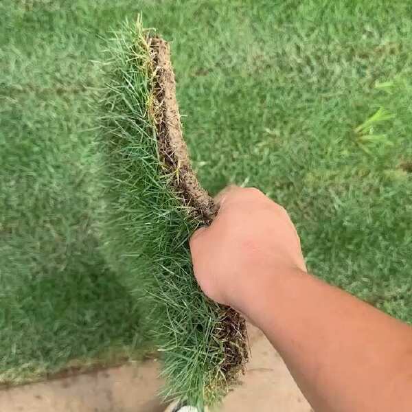 马尼拉草卷草块，草卷草块