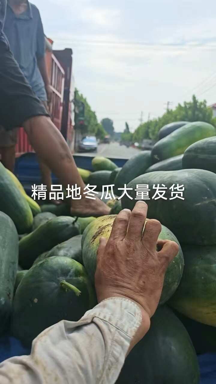 冬瓜又称东瓜、白瓜、白冬瓜、枕瓜。一年生草本植物，茎蔓生。