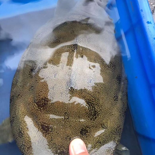 长沙县山区水库生态，中华甲鱼，中华鳖，产地直发，精挑细选，看图！！