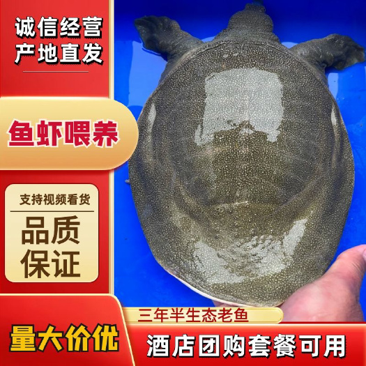 长沙县冷水4年生态甲鱼，中华鳖，胶质感丰富，鱼虾喂养，鳖保质保量