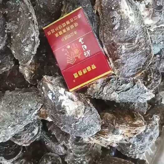 陆丰市福建蚝，大规格