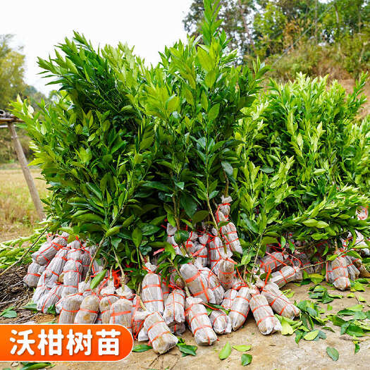 容县广西沃柑嫁接苗 带土球发货 支持发票
