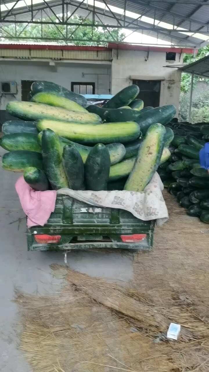 冬瓜又称东瓜、白瓜、白冬瓜、枕瓜。一年生草本植物，茎蔓生。