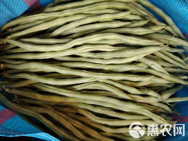 云南四季豆无筋无丝豆角当季刀豆芸豆源头批发量大价优