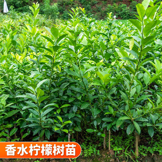 供应香水柠檬树苗带泥球发货 华东华南等地区适种 支持发票开具
