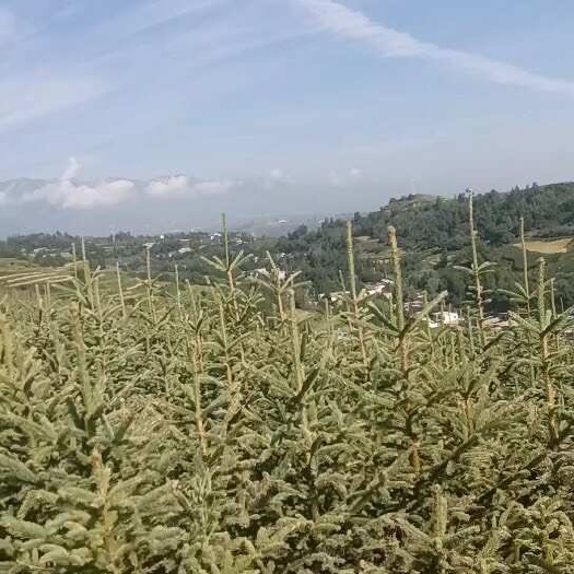 临夏市甘肃云杉
