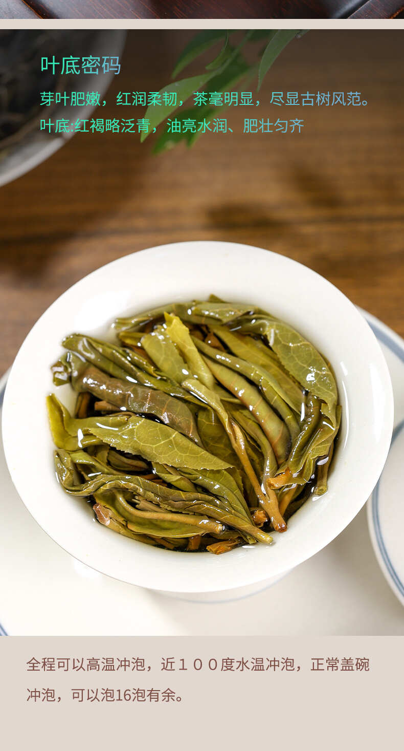 云南古树茶春茶大雪山普洱茶生茶散茶普洱生茶同款有七子饼和小饼