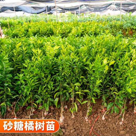 广西砂糖橘树苗嫁接 华南华中华东西南适种 带土球发货可开发票