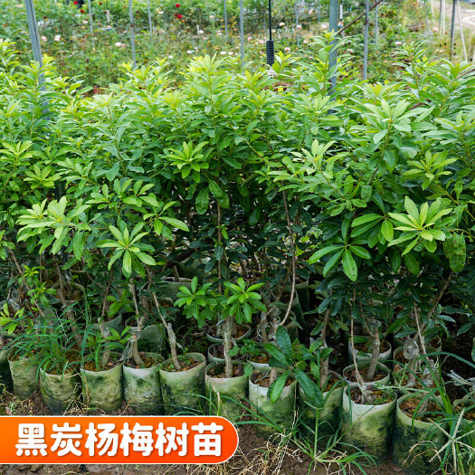 容县优质黑炭杨梅树苗嫁接容器苗带土球发货 支持全国多区域种植