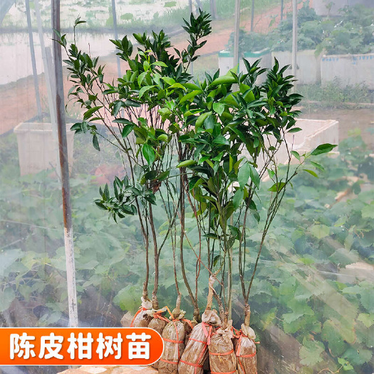 广西柑桔嫁接容器苗 华南华中华东西南适种 带土球发货可开发票