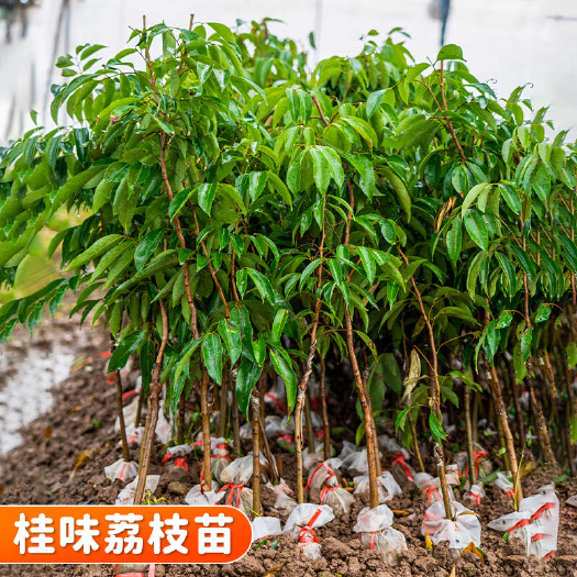 容县桂味荔枝苗 嫁接容器苗 高度60公分以上   可开发票