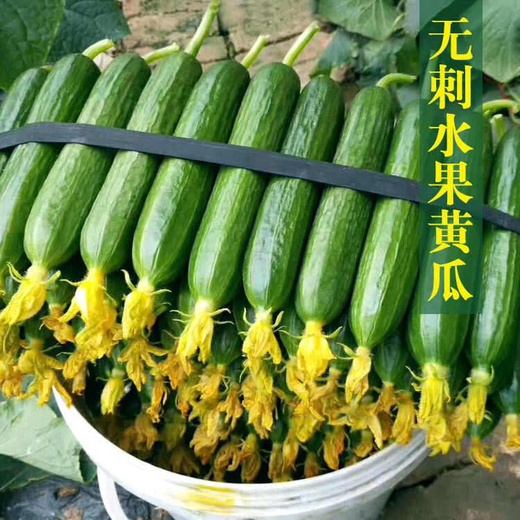 荷兰水果黄瓜种子早熟无刺水果黄瓜种子欧果7号四季旱黄瓜