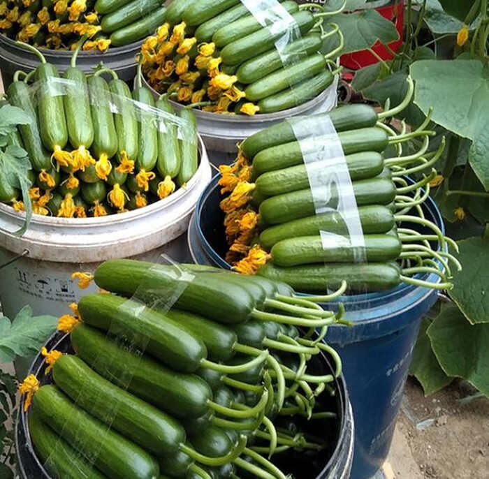 荷兰水果黄瓜种子早熟无刺水果黄瓜种子欧果7号四季旱黄瓜