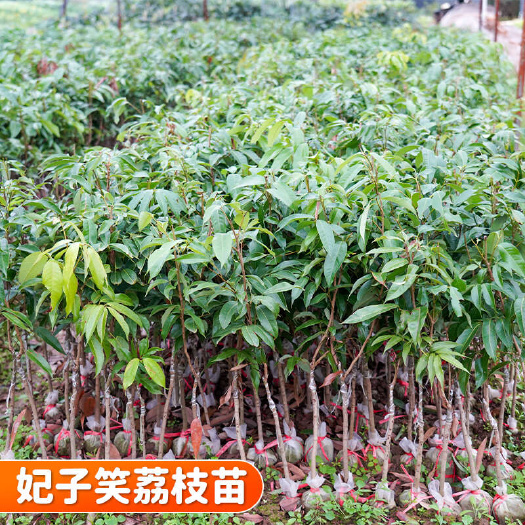 容县广西发货妃笑荔枝苗嫁接容器苗 高60公分以上 可开发票