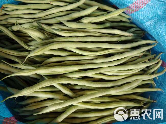 云南四季豆无筋无丝豆角当季刀豆芸豆源头批发量大价优