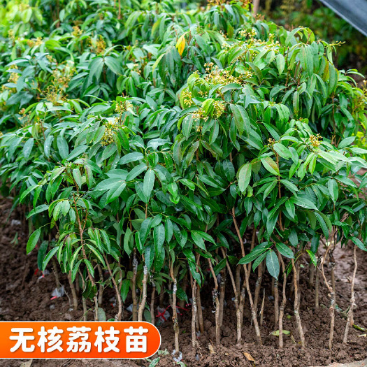 广西林无核荔枝嫁接容器苗 高60公分以上