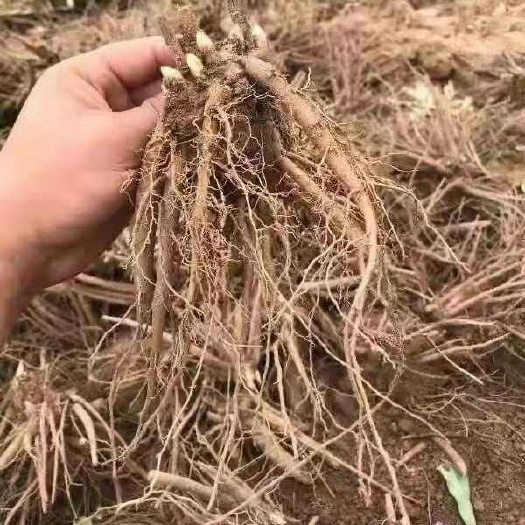邛崃市白芍大面积种植可观花可做药材