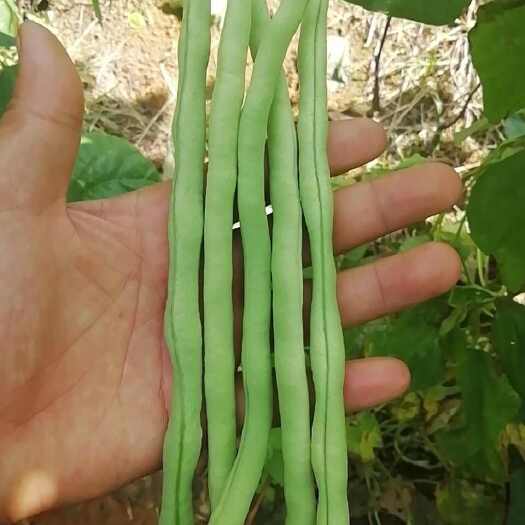 弥勒市四季豆无筋豆角现摘无丝豆角40~70cm批发量大价优