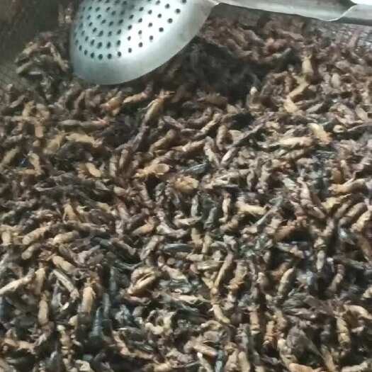开原市蝼蛄