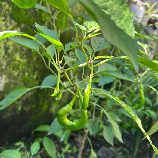 长沙海椒
