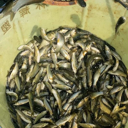 常州草鱼苗 新口草鱼苗 一斤30尾左右 抗病毒草鱼苗 批发 常州