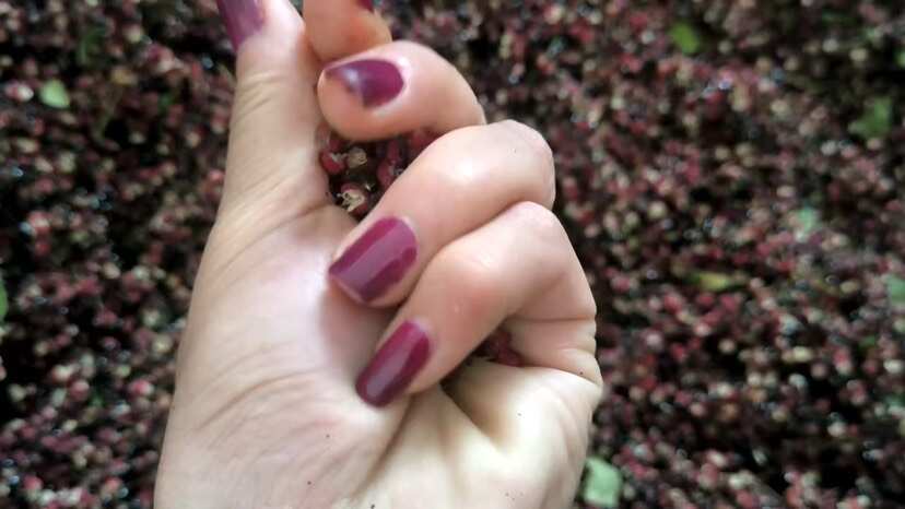 汉源县汉源花椒！