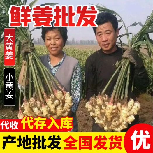 新鲜大黄姜 当年新货 蔬菜生姜 泡姜原料 食品加工 水洗加工