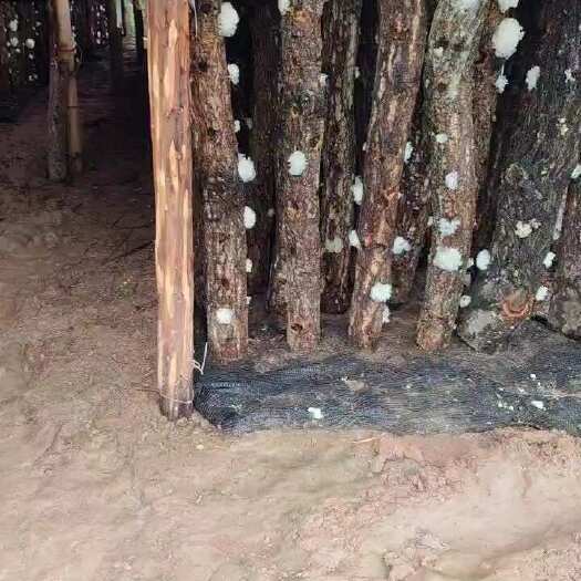 通江县银耳