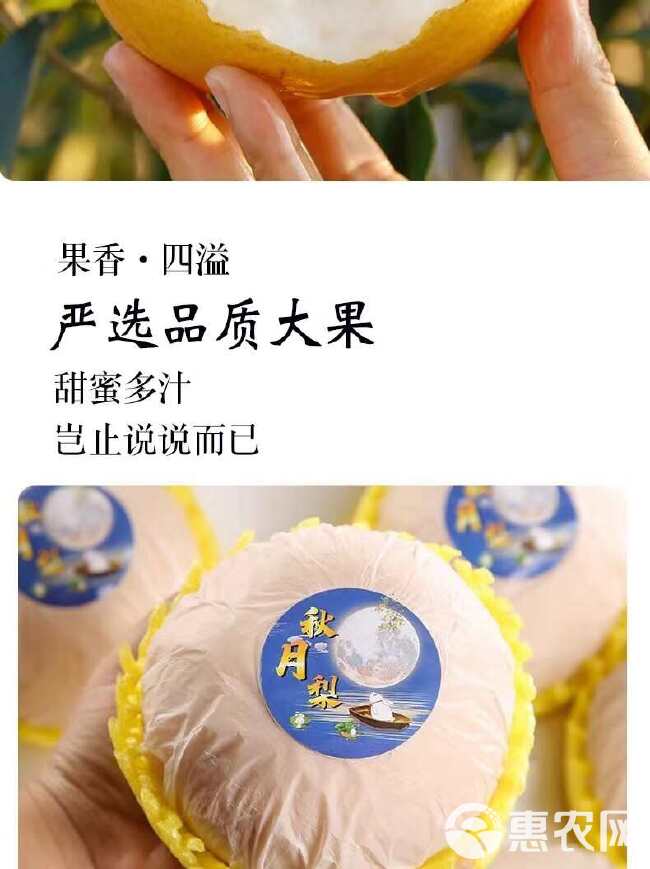 山东秋月梨 当季现摘梨子莱阳新鲜水果中秋礼盒装 一件代发