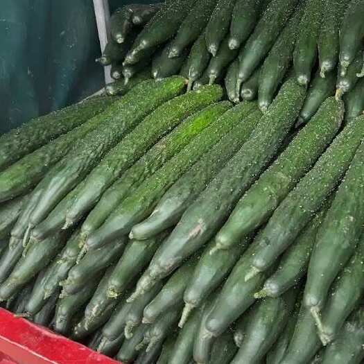 安顺黄瓜