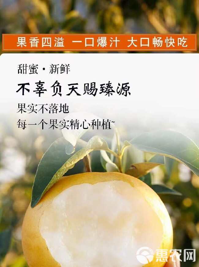 山东秋月梨 当季现摘梨子莱阳新鲜水果中秋礼盒装 一件代发