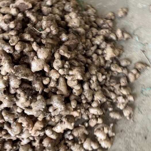 百色广西白口老姜头，姜母。大量现货供应。