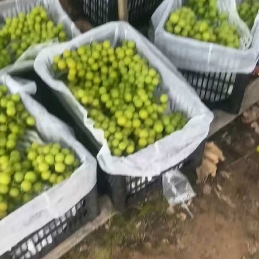阳光玫瑰电商果