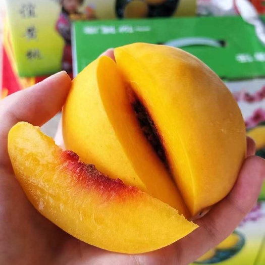 永顺县锦绣黄桃 湘西友谊黄桃
