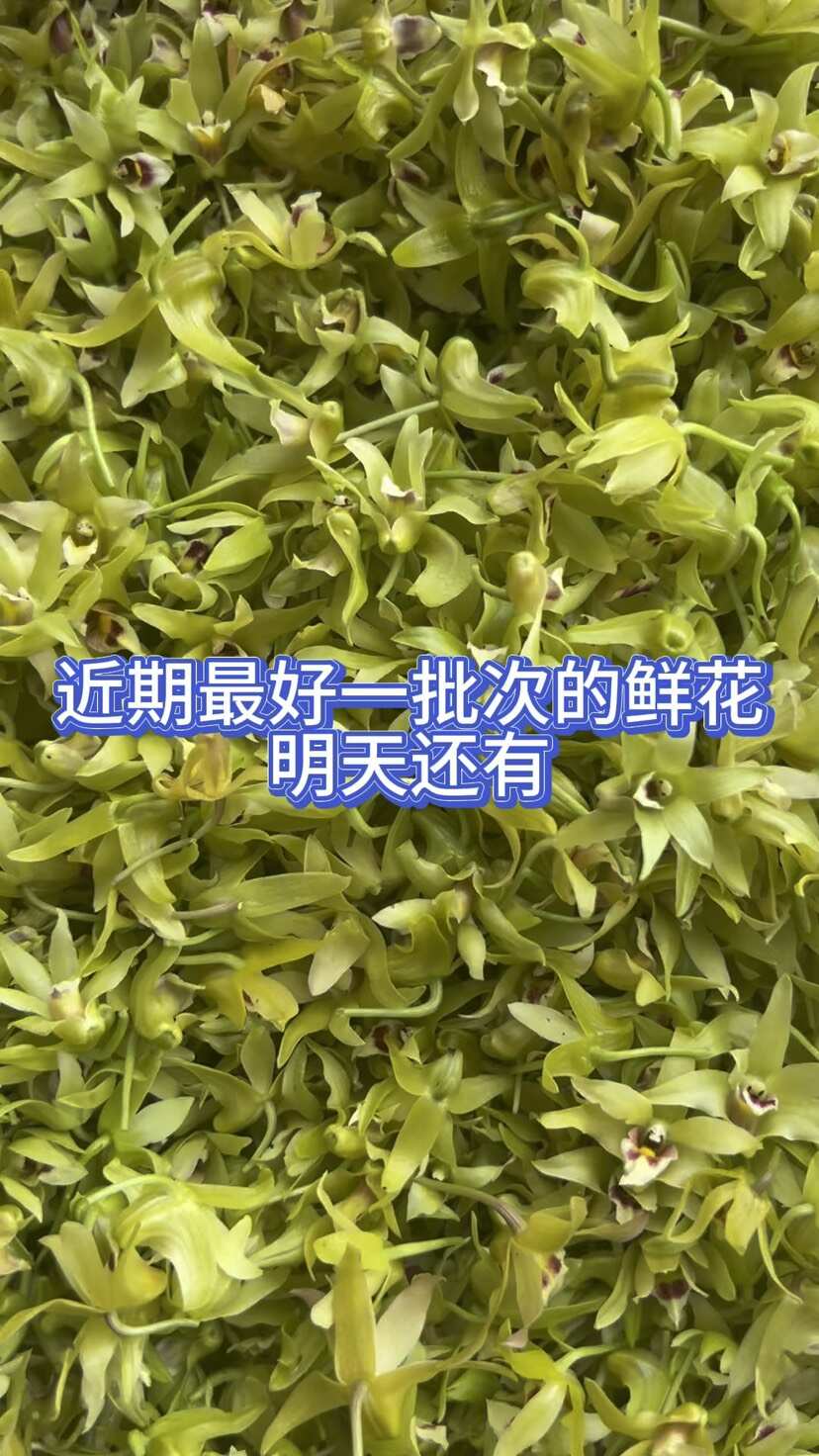 铁皮石斛鲜花