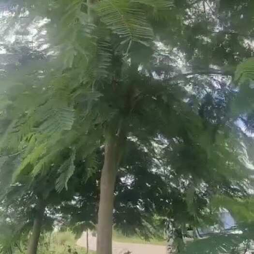 景东县5-30公分凤凰树