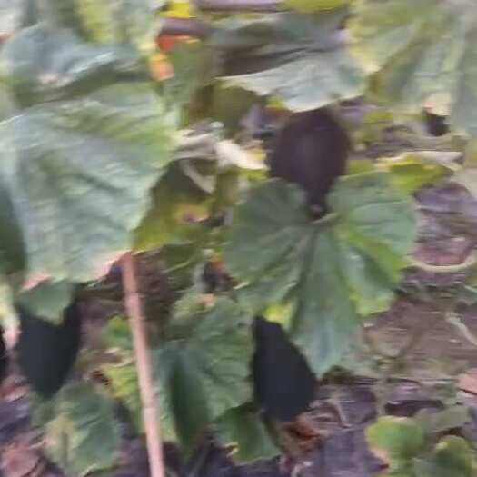 恭城县桂林吊冬瓜
