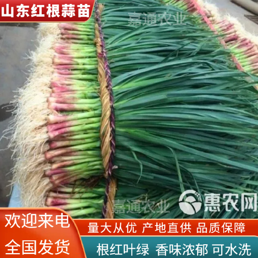 大蒜  紅根兒蒜苗兒 以大量上市