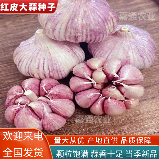 金乡优质红皮大蒜种子。蒜苗种子。太空蒜种大青棵蒜种。