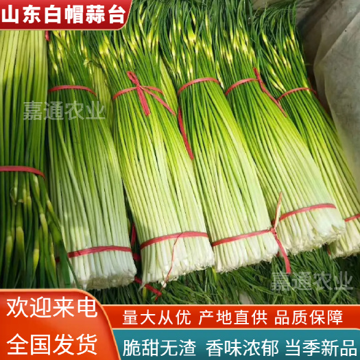 新鲜白帽蒜薹已大量上市，货源充足。代收代储代发货。